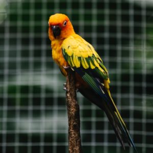 Bird Gardens - Montecasino | Bird Park