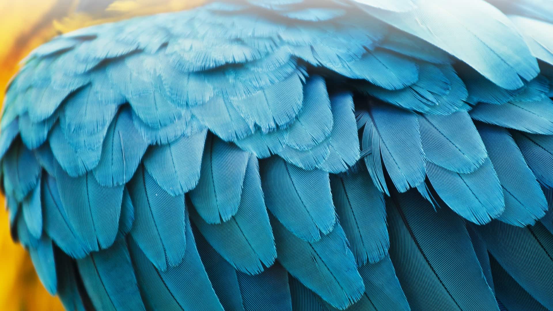 Bird Gardens - Montecasino | Bird Park