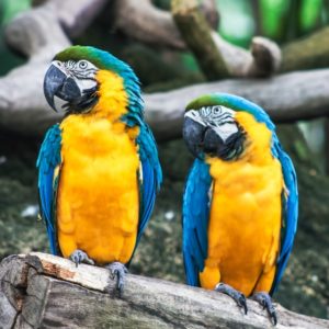 Bird Gardens - Montecasino | Bird Park