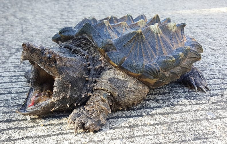 Meet the locals - Alligator snapping turtle web