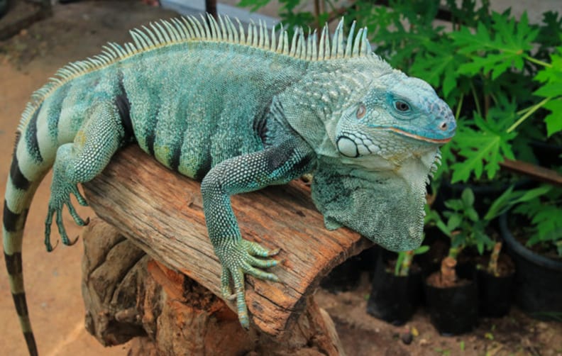 Meet the locals - hypomelanistic morph iguana