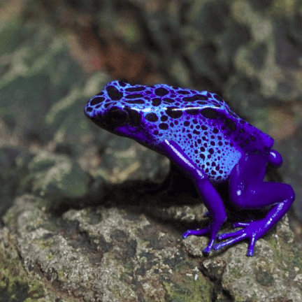 Poison Dart Frog