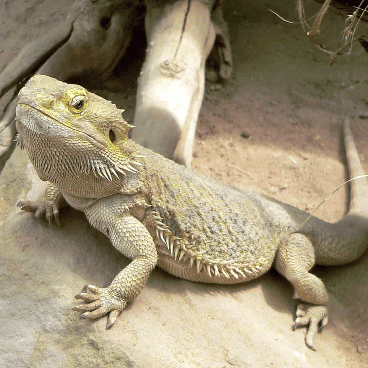 Bearded Dragon reptile